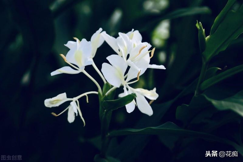 蝴蝶花什么时候开花「蝴蝶花什么时候开花时间是几点」