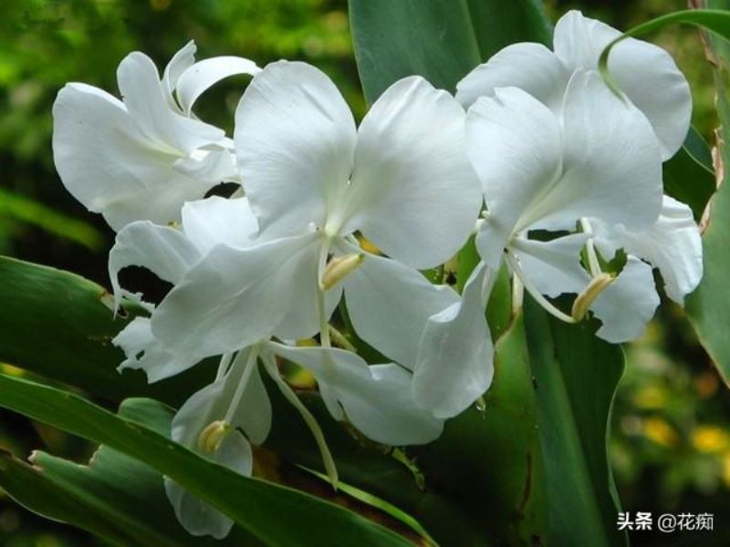 蝴蝶花什么时候开花「蝴蝶花什么时候开花时间是几点」