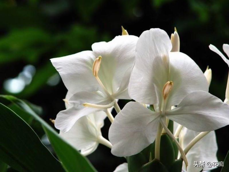 蝴蝶花什么时候开花「蝴蝶花什么时候开花时间是几点」