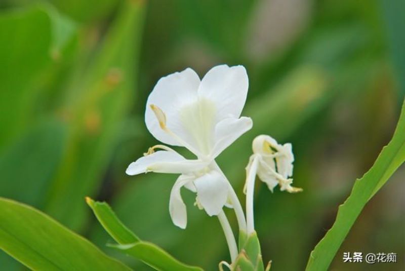 蝴蝶花什么时候开花「蝴蝶花什么时候开花时间是几点」