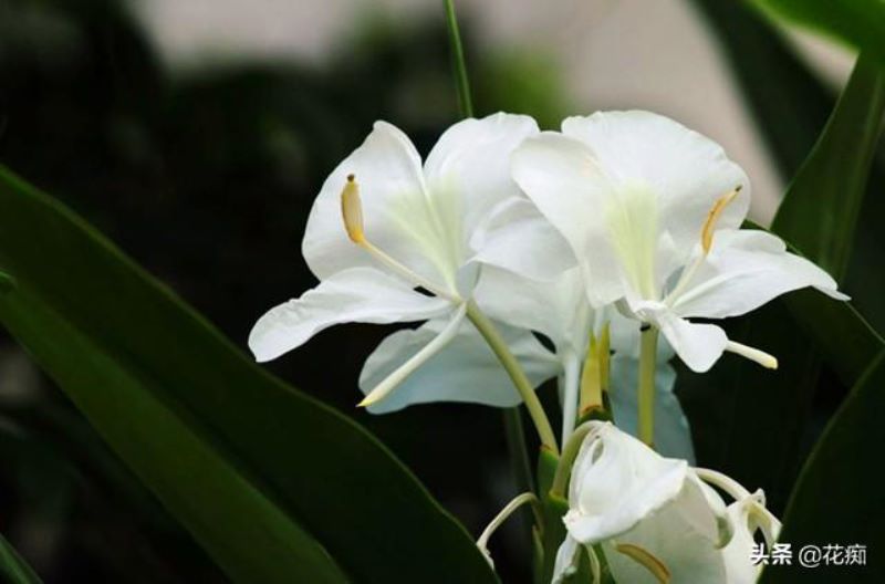 蝴蝶花什么时候开花「蝴蝶花什么时候开花时间是几点」