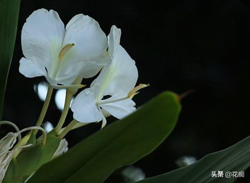 蝴蝶花什么时候开花「蝴蝶花什么时候开花时间是几点」