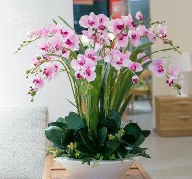 蝴蝶花怎么养护「蝴蝶花怎么养护和管理」