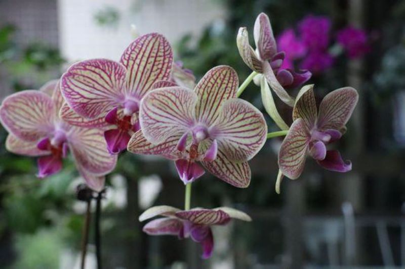 蝴蝶花怎么养护「蝴蝶花怎么养护和管理」