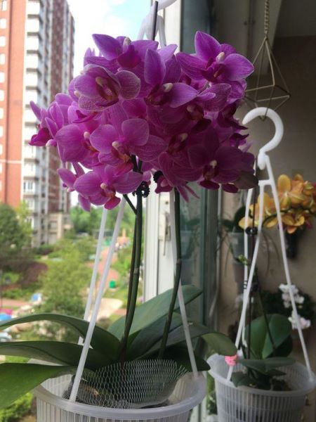 蝴蝶花怎么养护「蝴蝶花怎么养护和管理」