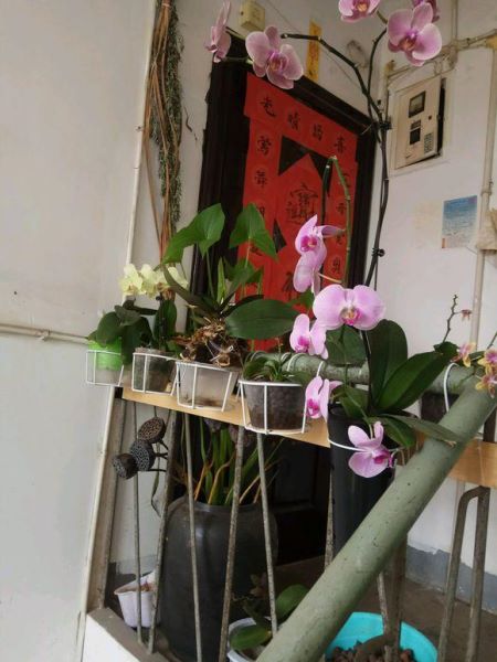 蝴蝶花怎么养护「蝴蝶花怎么养护和管理」