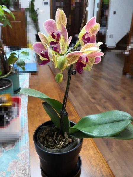 蝴蝶花怎么养护「蝴蝶花怎么养护和管理」
