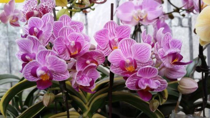 蝴蝶花怎么养护「蝴蝶花怎么养护和管理」