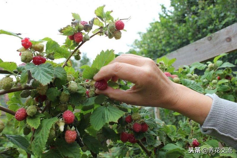 覆盆子怎么种植「覆盆子怎么种植技术」