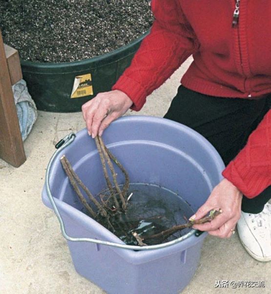 覆盆子怎么种植「覆盆子怎么种植技术」