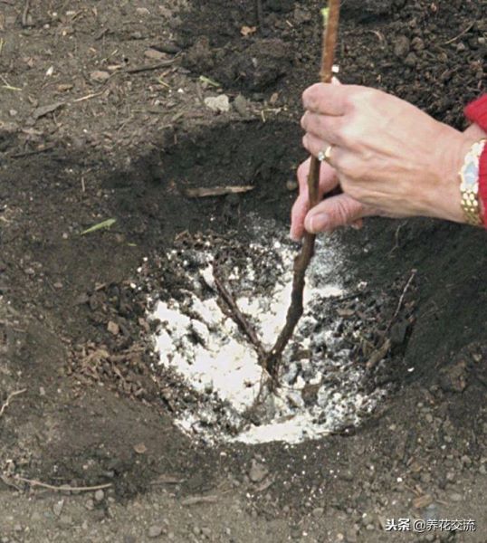 覆盆子怎么种植「覆盆子怎么种植技术」