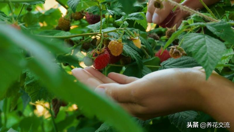 覆盆子怎么种植「覆盆子怎么种植技术」