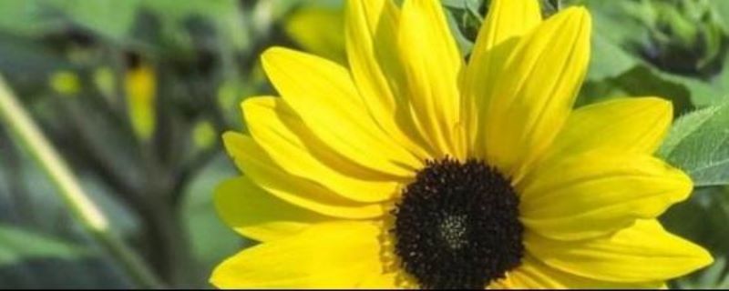 观赏向日葵怎么种「观赏向日葵怎么种植方法」