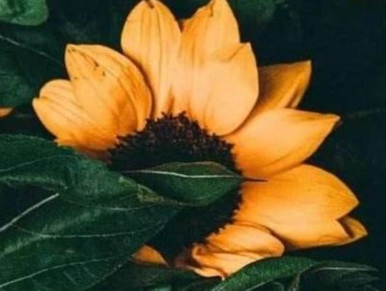 观赏向日葵怎么种「观赏向日葵怎么种植方法」