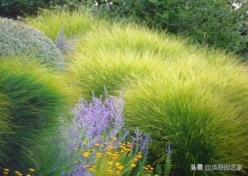 观赏草有哪些品种「观赏草有哪些品种图片」