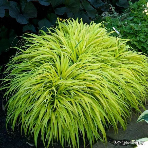 观赏草有哪些品种「观赏草有哪些品种图片」