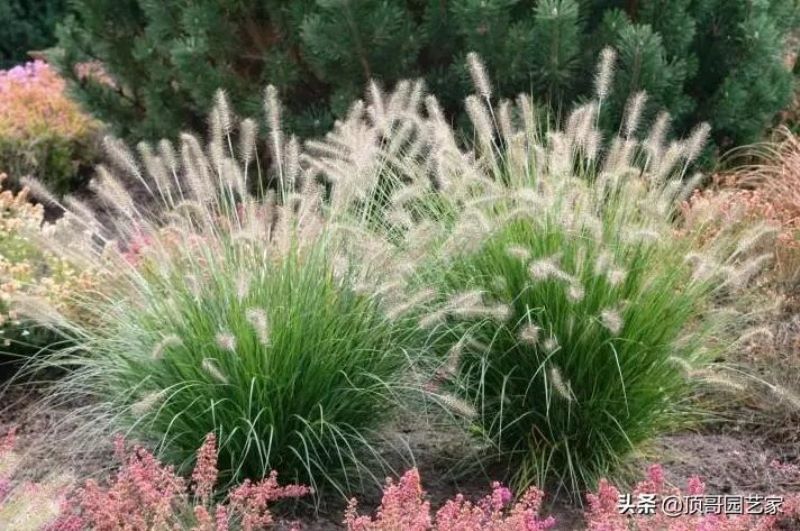 观赏草有哪些品种「观赏草有哪些品种图片」