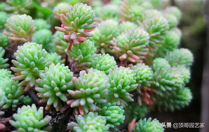 观赏草有哪些品种「观赏草有哪些品种图片」
