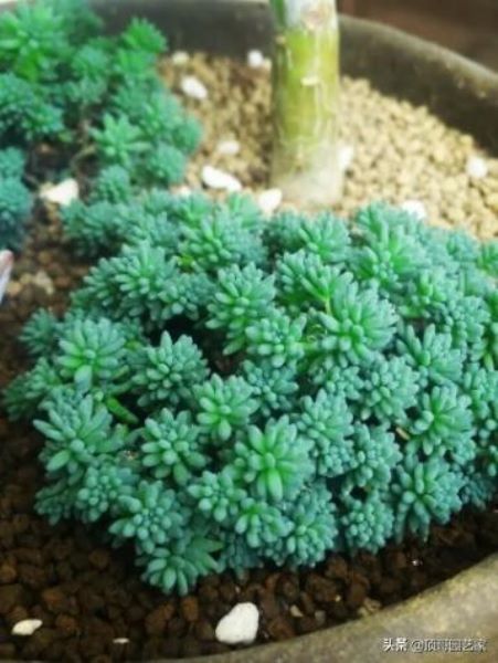 观赏草有哪些品种「观赏草有哪些品种图片」