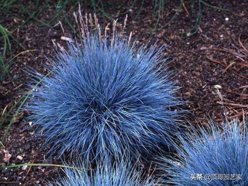 观赏草有哪些品种「观赏草有哪些品种图片」