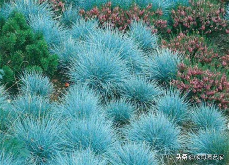 观赏草有哪些品种「观赏草有哪些品种图片」