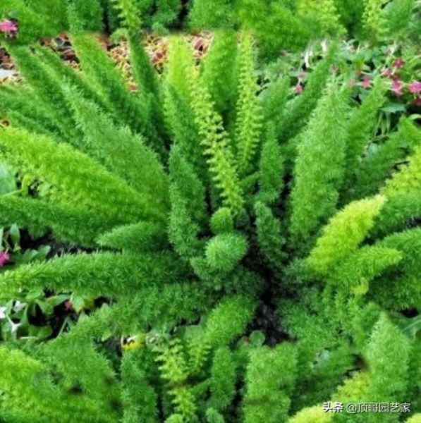 观赏草有哪些品种「观赏草有哪些品种图片」