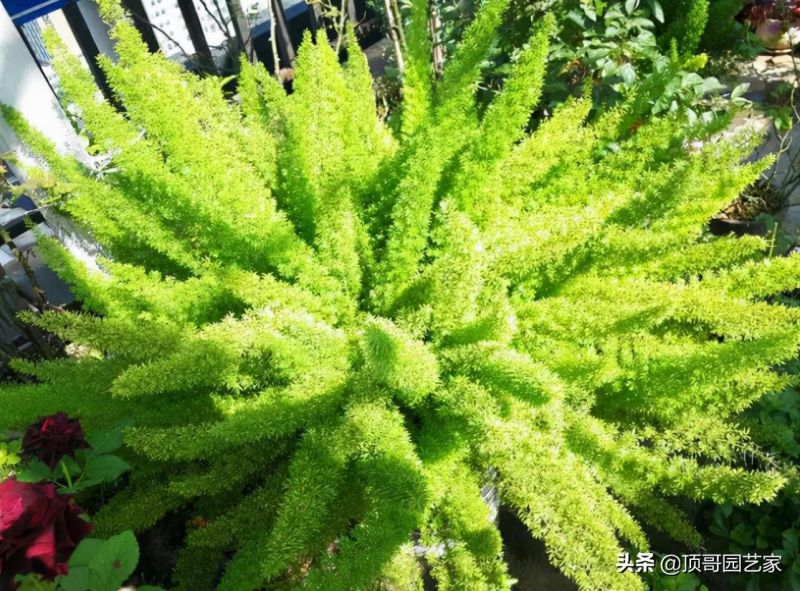 观赏草有哪些品种「观赏草有哪些品种图片」