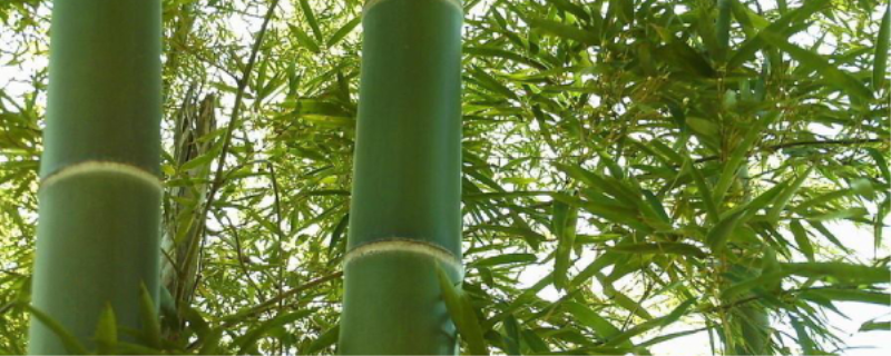 钢竹怎么种植「钢竹怎么种植及管理」