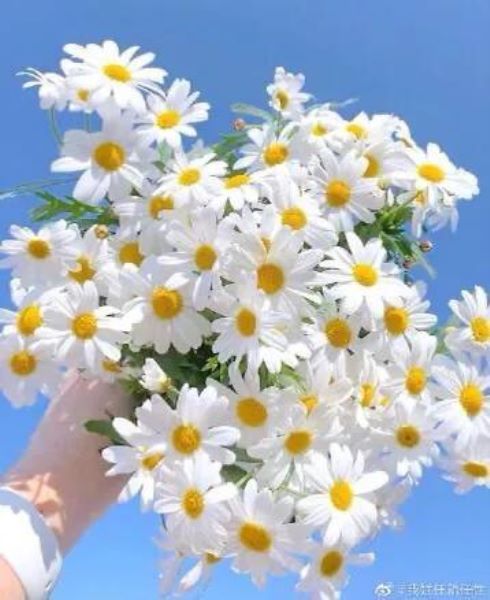 雏菊什么时候开花「春天种小雏菊什么时候开花」