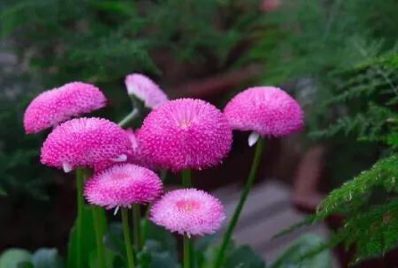 雏菊什么时候开花「春天种小雏菊什么时候开花」