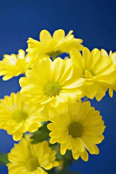 雏菊什么时候开花「春天种小雏菊什么时候开花」
