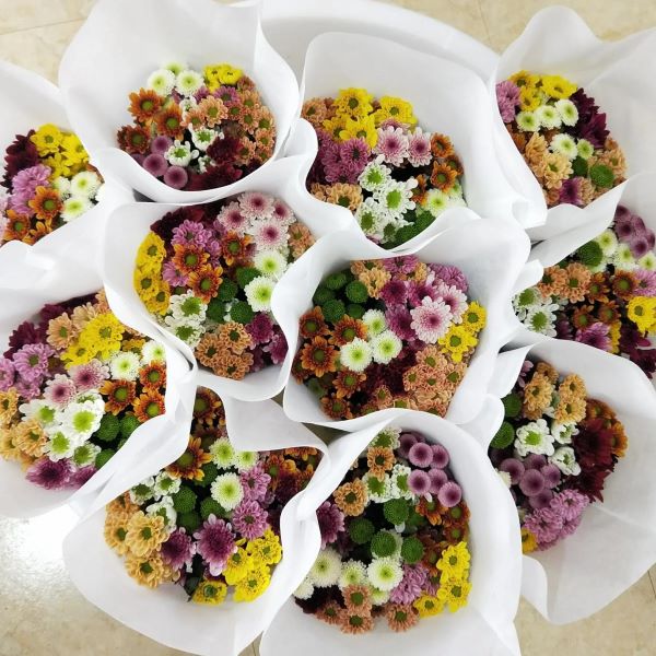 雏菊花什么时候开「雏菊花什么时候开花」