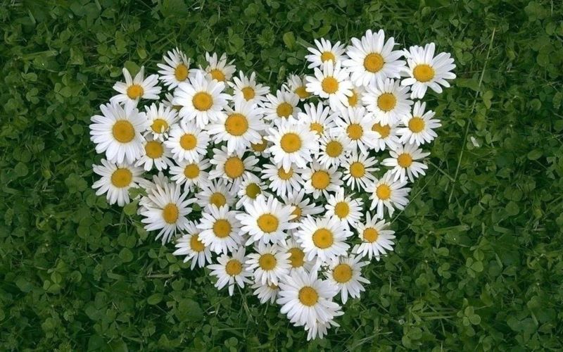 雏菊花什么时候开「雏菊花什么时候开花」