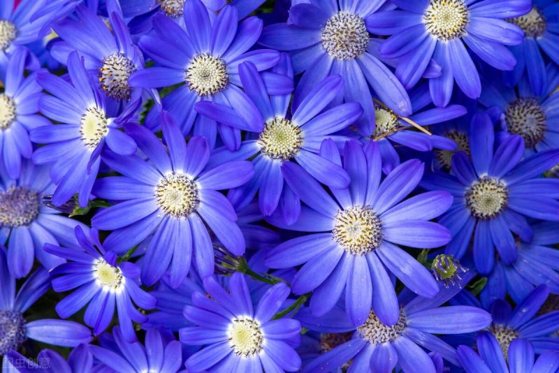 雏菊花什么时候开「雏菊花什么时候开花」
