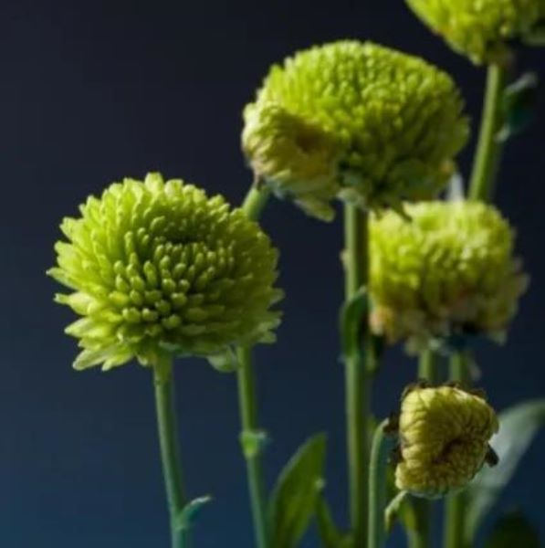 雏菊花什么时候开「雏菊花什么时候开花」