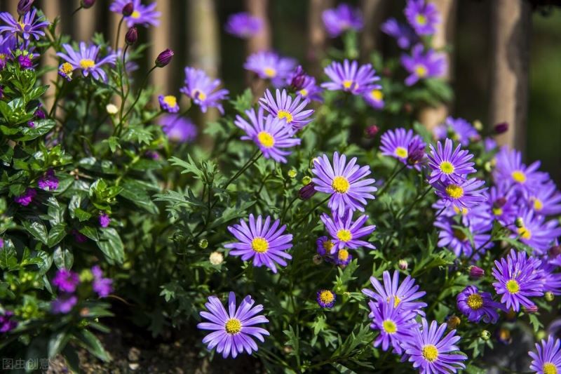 雏菊花什么时候开「雏菊花什么时候开花」