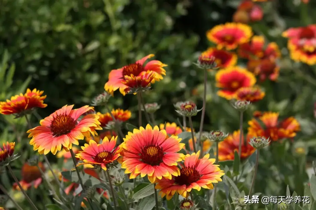 非洲菊怎么养「非洲菊怎么养在水中」