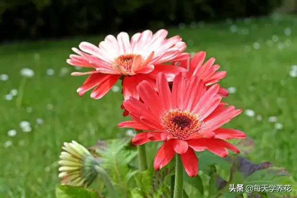 非洲菊怎么养「非洲菊怎么养在水中」