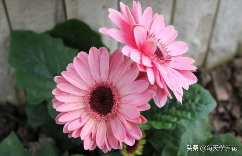 非洲菊怎么养「非洲菊怎么养在水中」