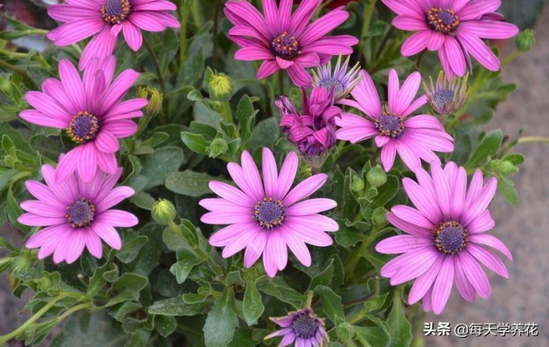 非洲菊怎么养「非洲菊怎么养在水中」