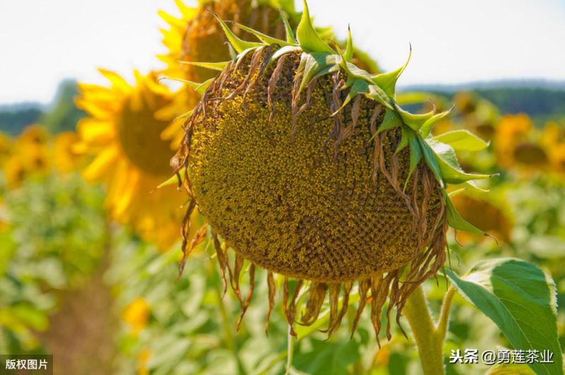 非洲菊繁殖方法是什么「非洲菊繁殖方法是什么意思」