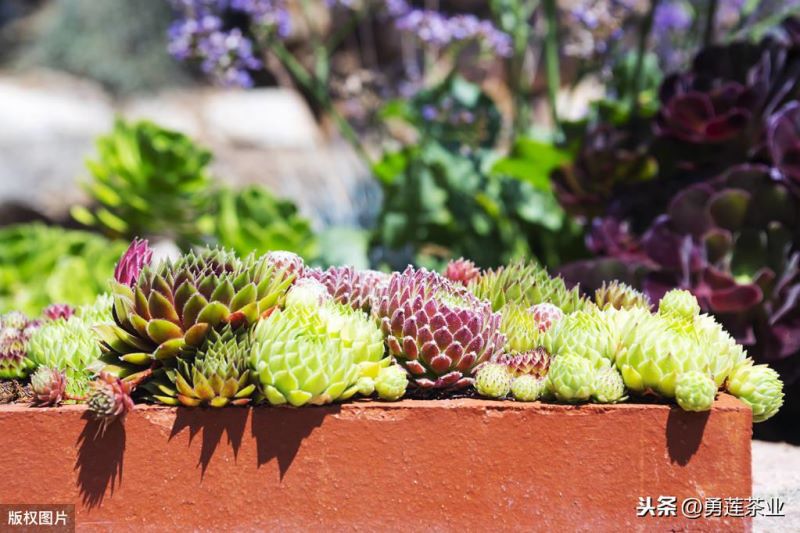 非洲菊繁殖方法是什么「非洲菊繁殖方法是什么意思」