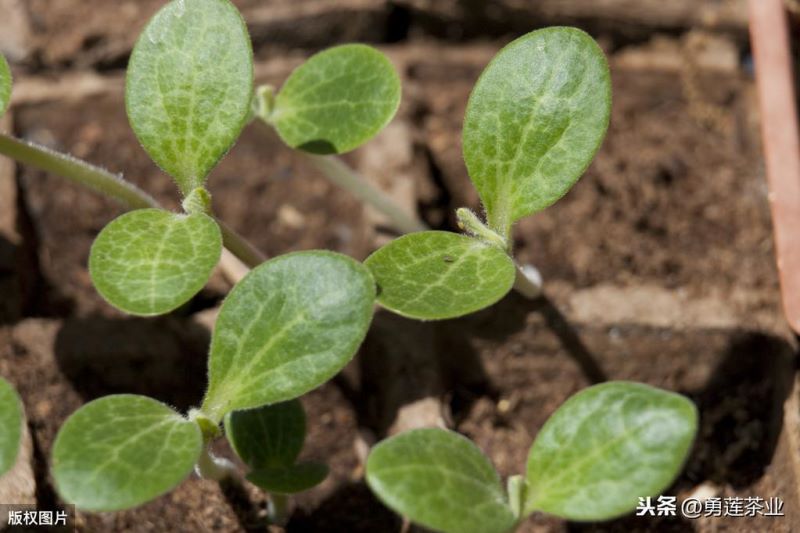 非洲菊繁殖方法是什么「非洲菊繁殖方法是什么意思」