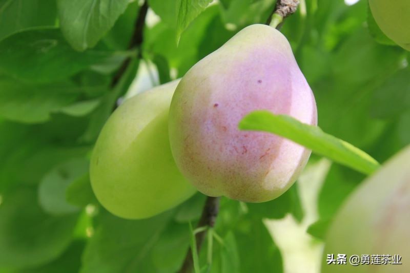 非洲菊繁殖方法是什么「非洲菊繁殖方法是什么意思」