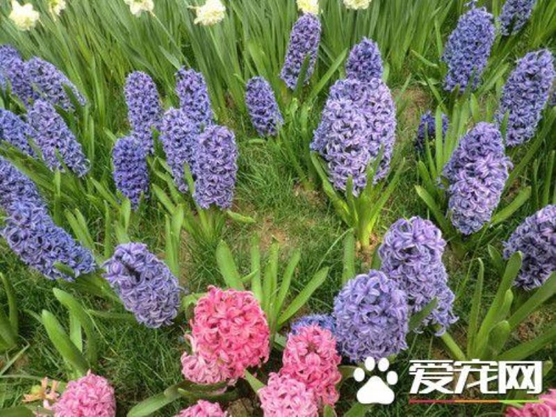 风信子开花时间什么时候「风信子开花时间什么时候开花」