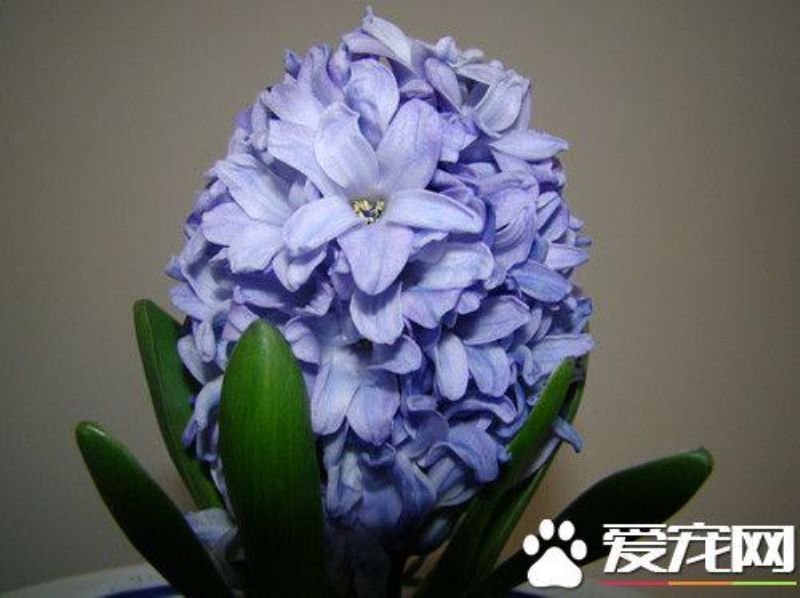 风信子开花时间什么时候「风信子开花时间什么时候开花」