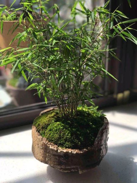 风景竹子的种类有哪些「风景竹子的种类有哪些图片」