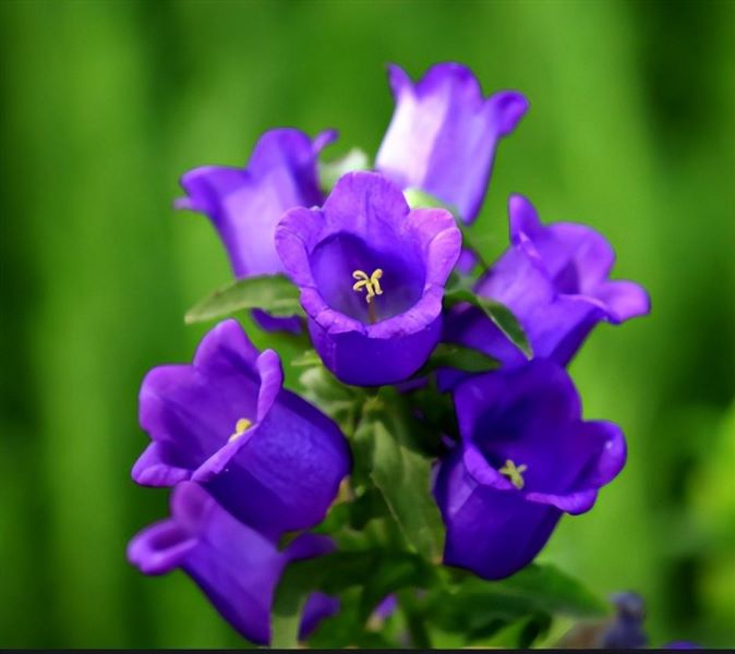 风铃花几月份开花「风铃花几月份开花啊」