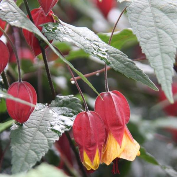 风铃花怎么种植「风铃花怎么种植方法」_1