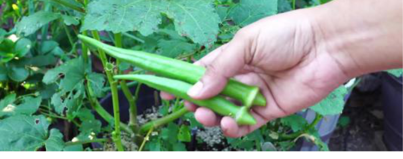 黄秋葵怎么种植「黄秋葵怎么种植果实多」